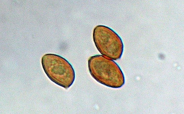 Galerina spec.  Cod.: 0260-07